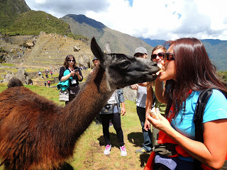 Jannie and llama kiss 2013